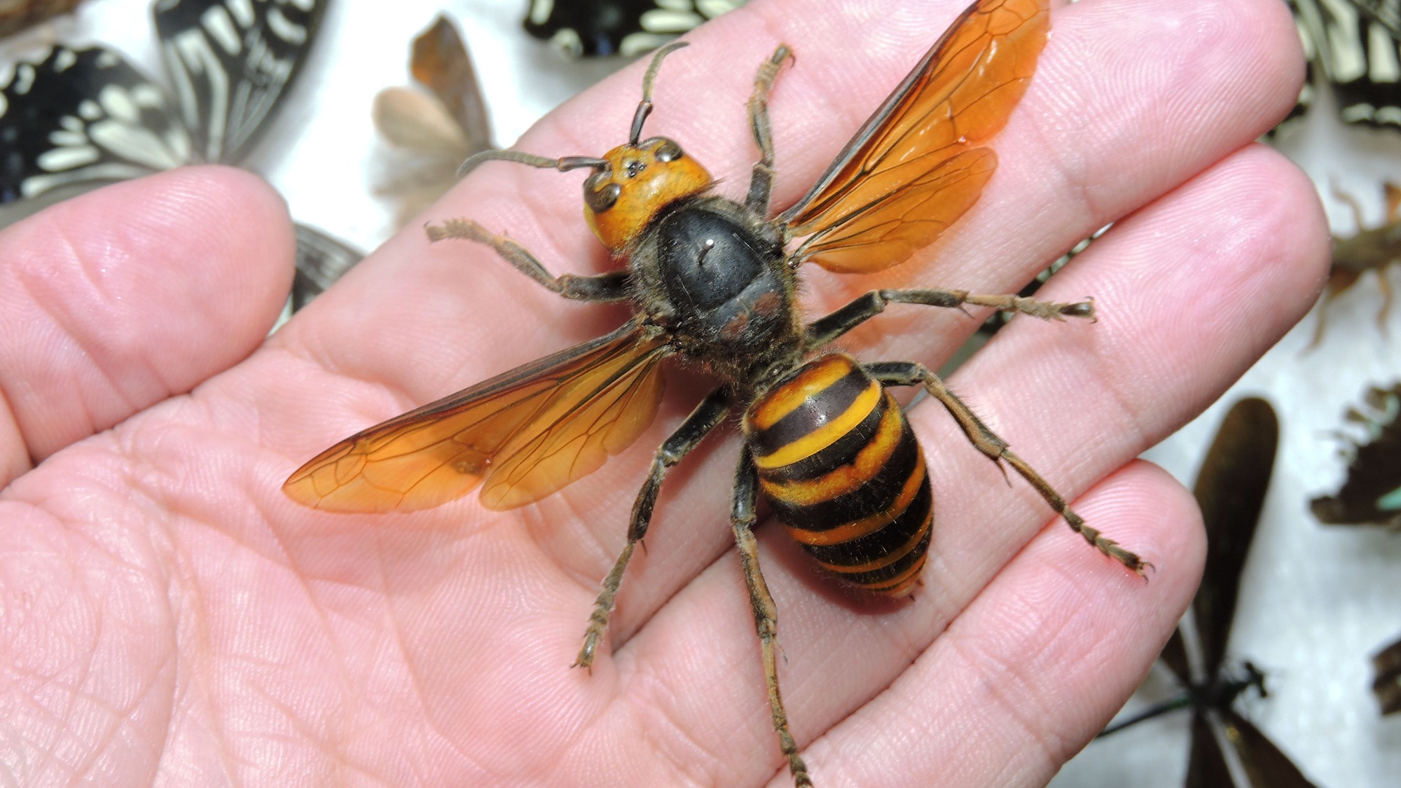 Avispa Gigante Megarhyssa Macrurus Entomología Fascinante