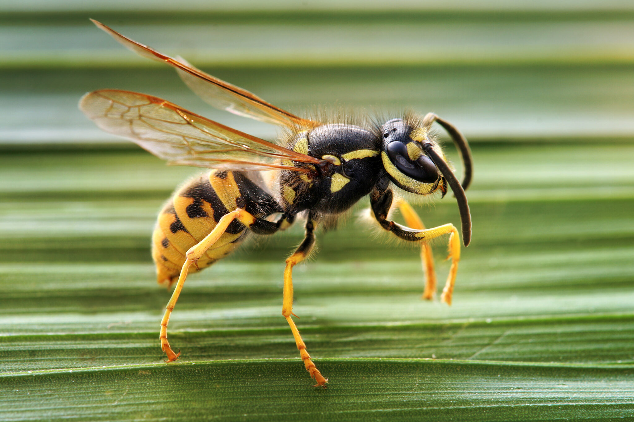 Avispa de los higos fascinante entomología de Pachodynerus spp