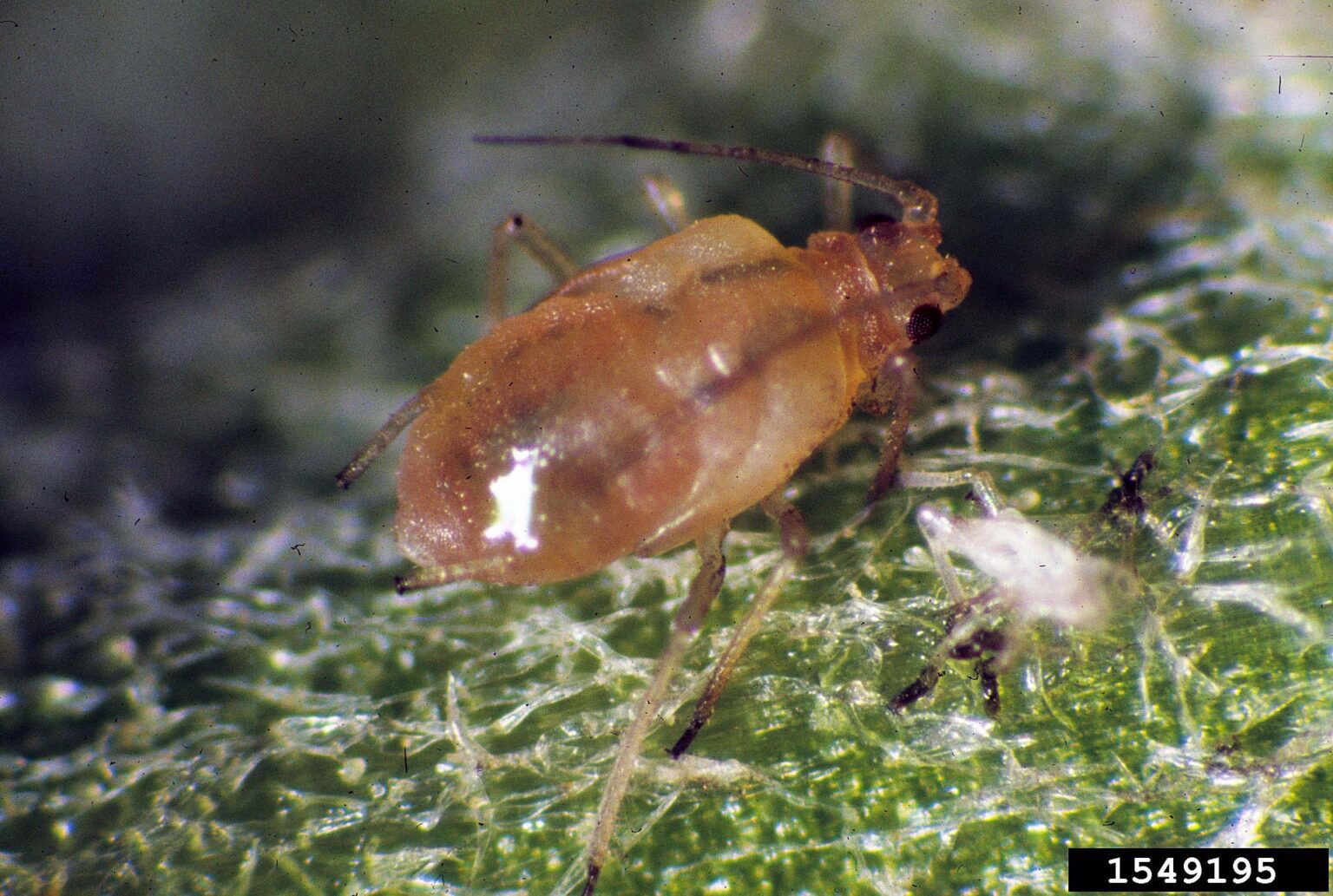 Secretos de la entomología de Myzus persicae en los cultivos