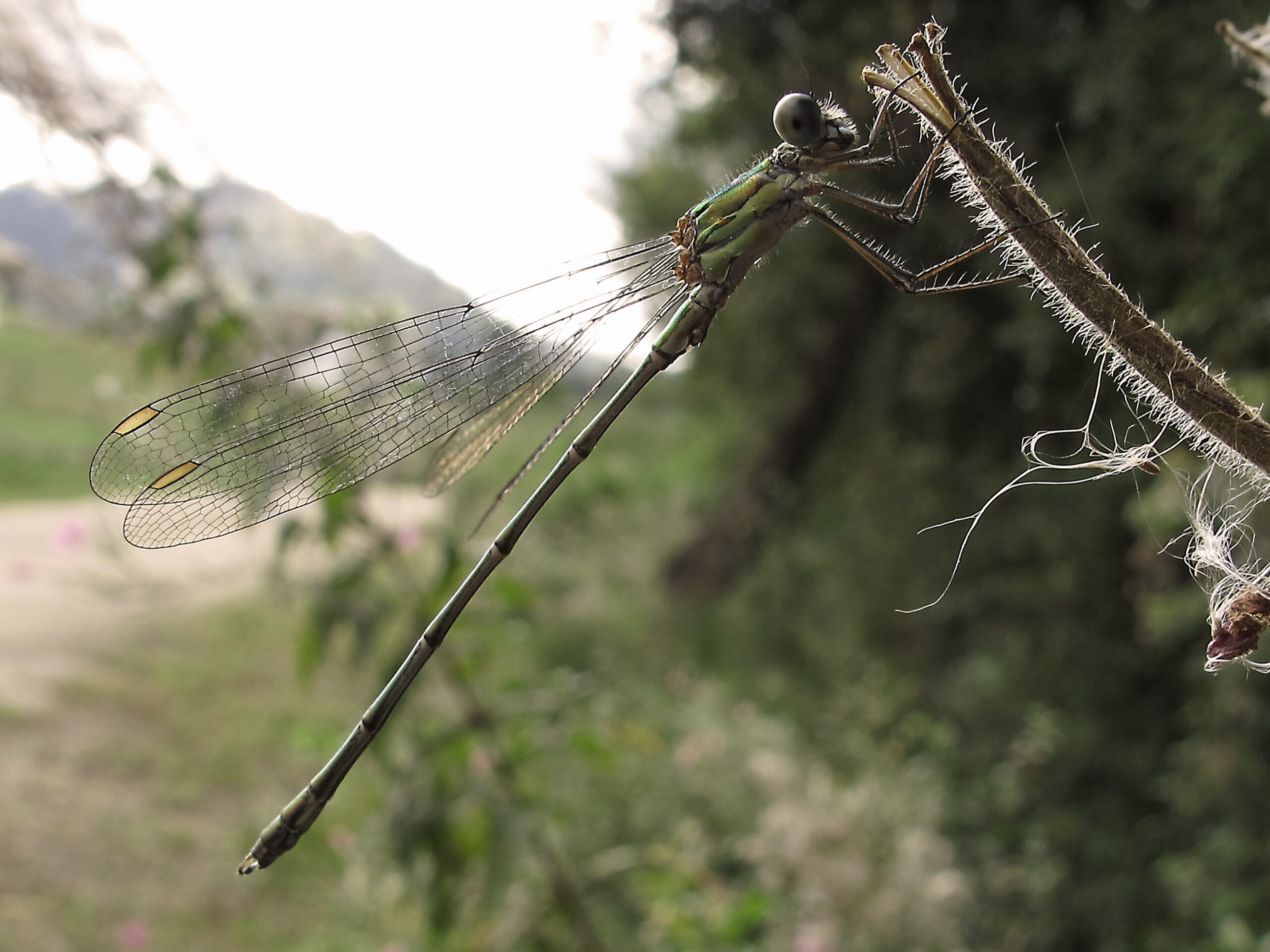 Fascinante mundo de Agriocnemis castanea en la entomología